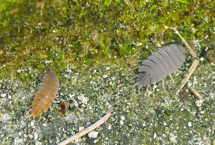 Armadillidium sp.